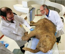 猛犸象將再生？俄羅斯建立滅絕動物克隆實(shí)驗(yàn)室